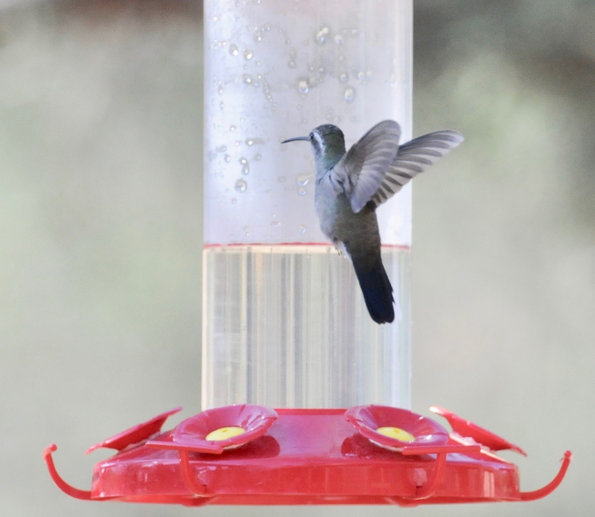 kolibřík blankytohrdlý - ML342302731