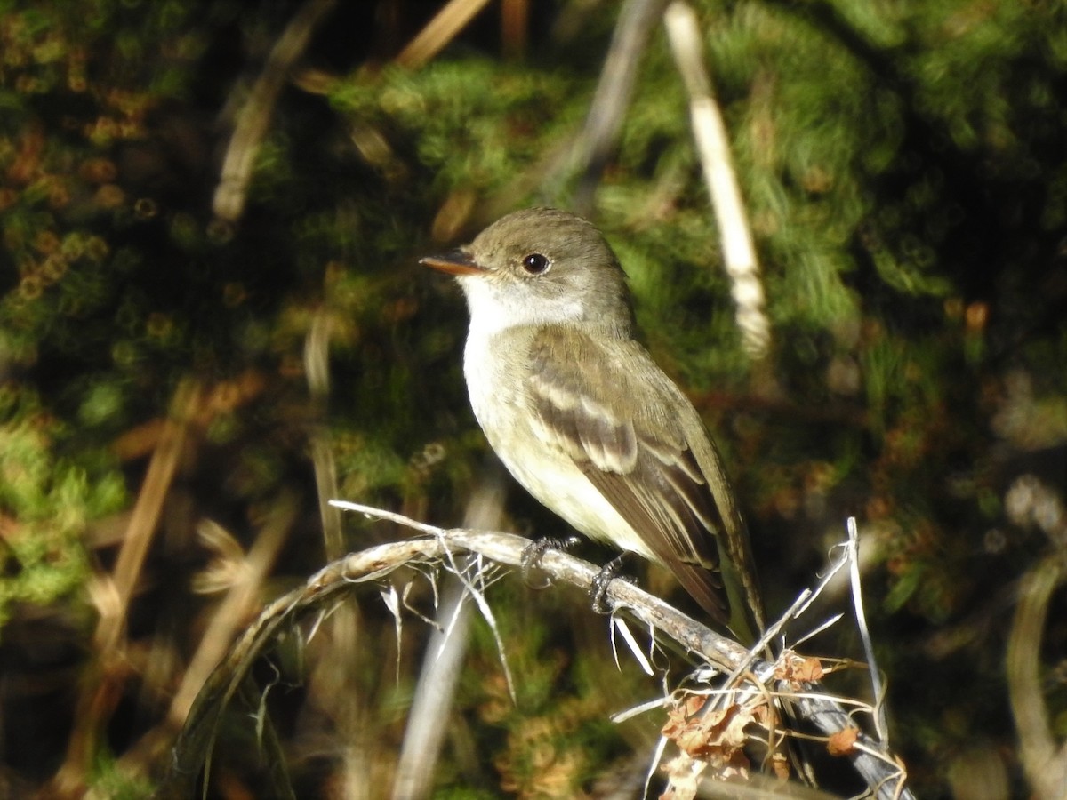 Willow Flycatcher - ML342306411