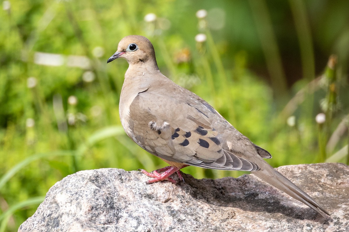 Mourning Dove - Ian Somerville
