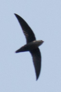 Chimney Swift - ML34231121