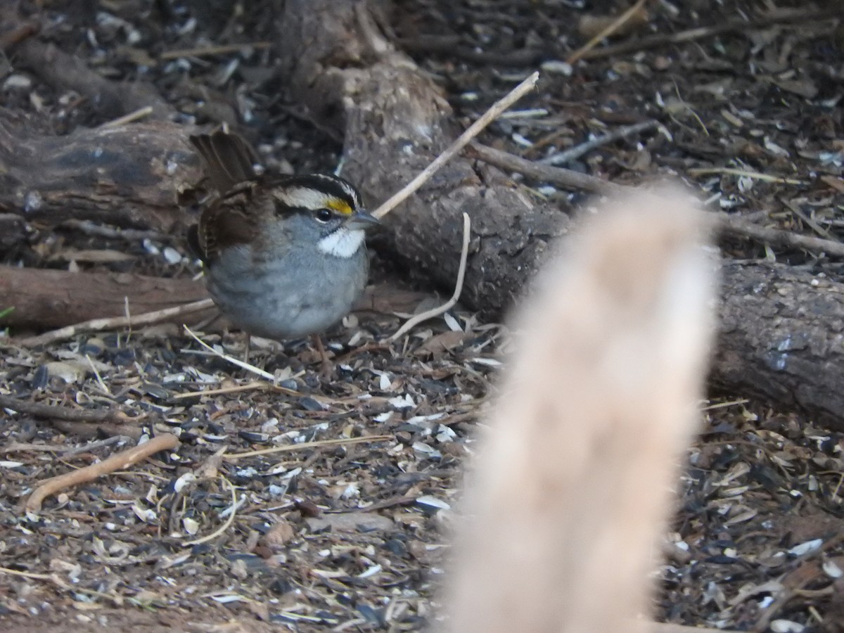White-throated Sparrow - ML342312171