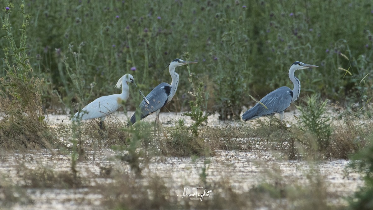 Gray Heron - ML342312531