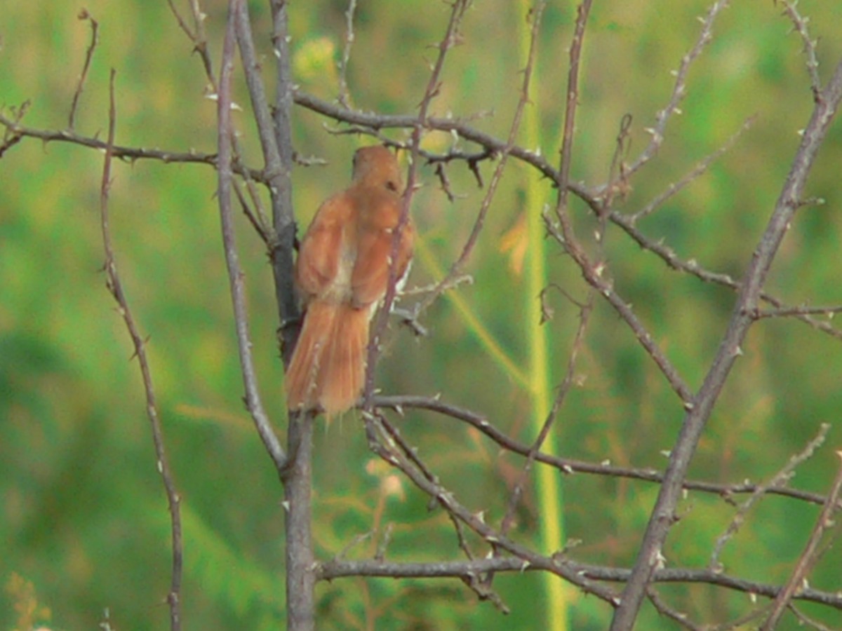 Yellow-chinned Spinetail - ML34231441