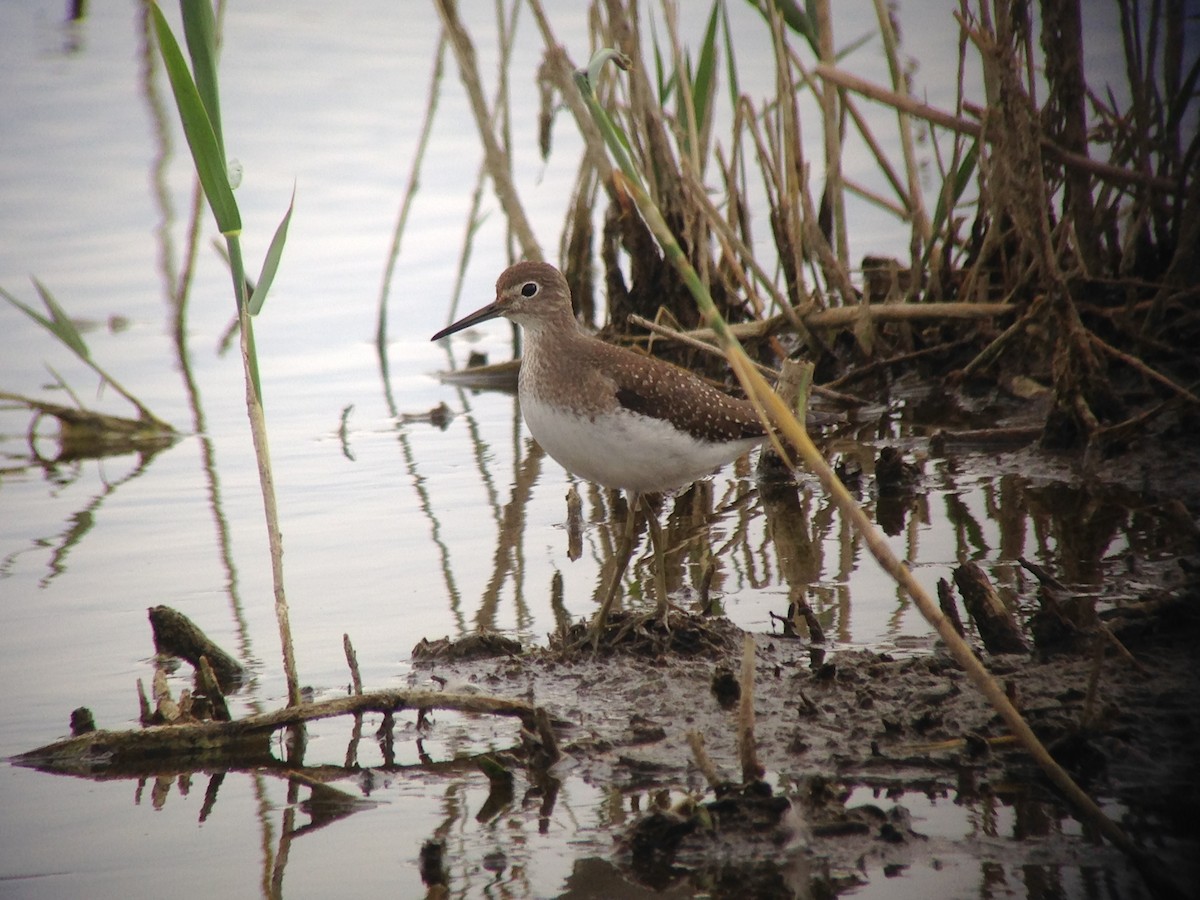 Solitary Sandpiper - Taylor Abbott