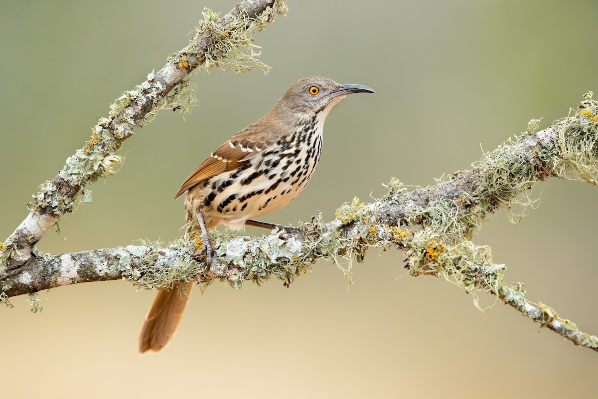 Long-billed Thrasher - Dorian Anderson