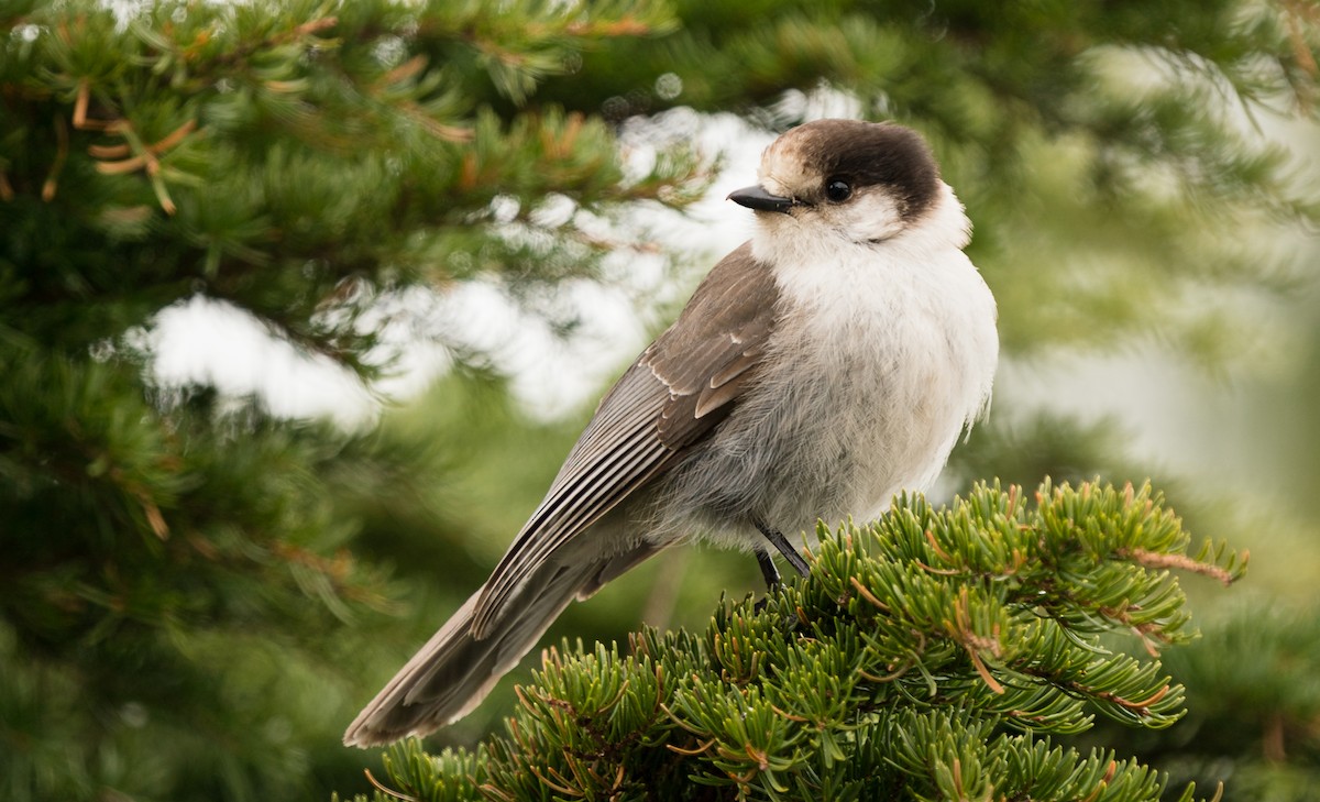 Canada Jay - ML342318391