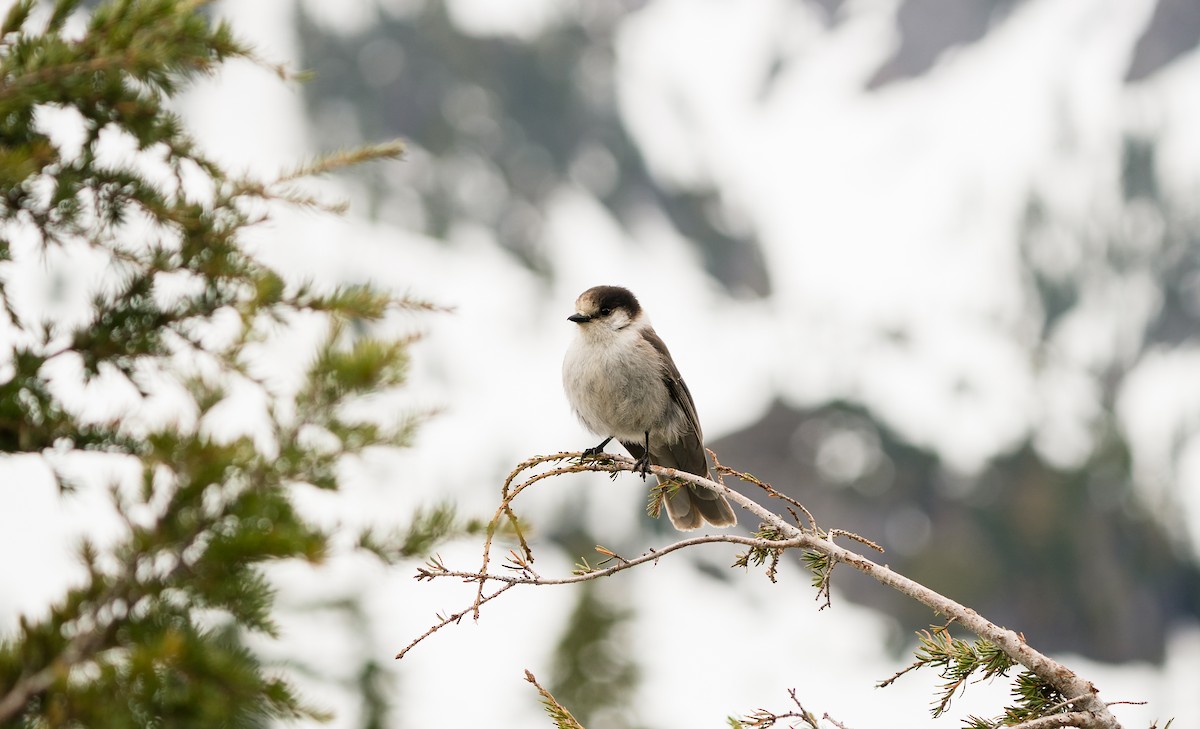 Canada Jay - ML342318401