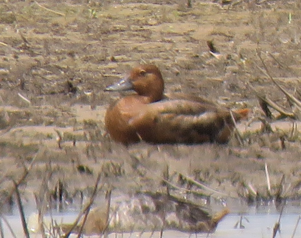 Redhead - ML342319151