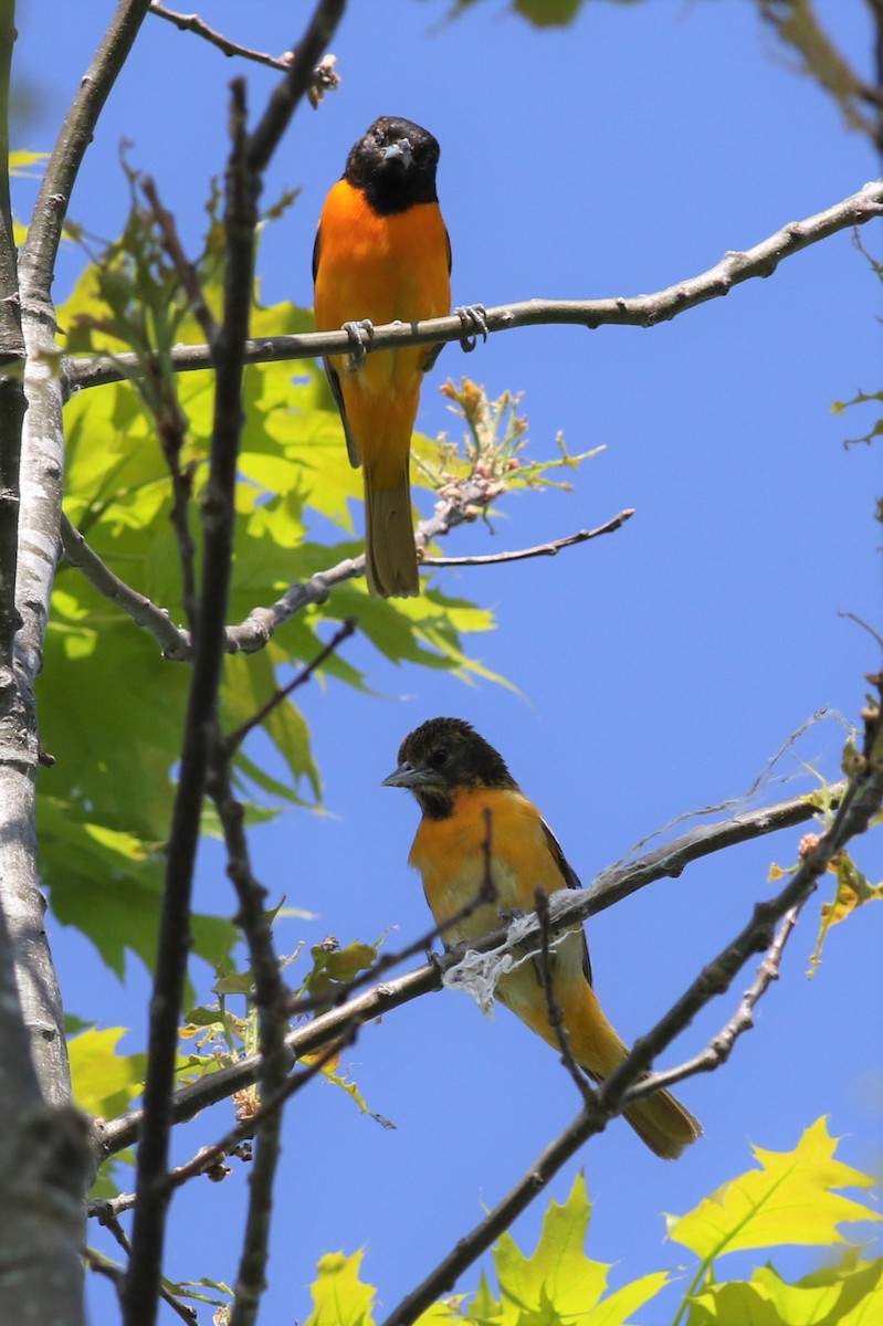 Baltimore Oriole - ML342321181