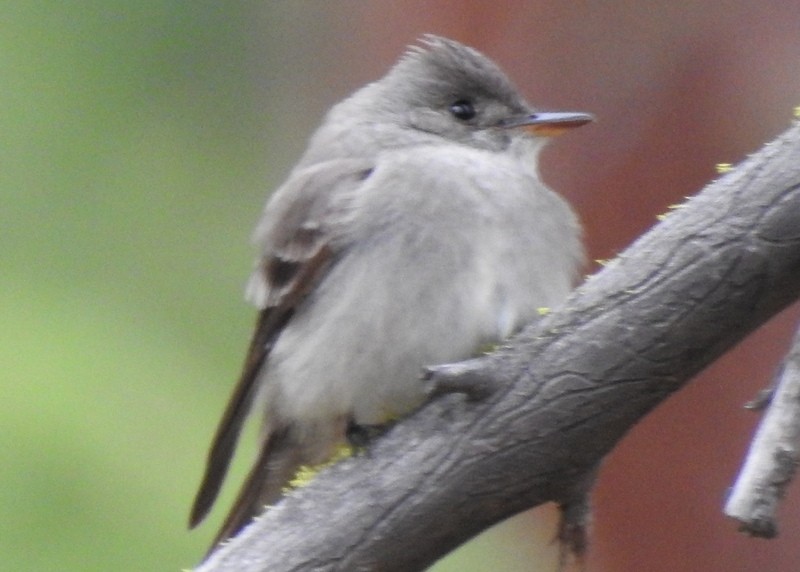 Western Wood-Pewee - ML342322281