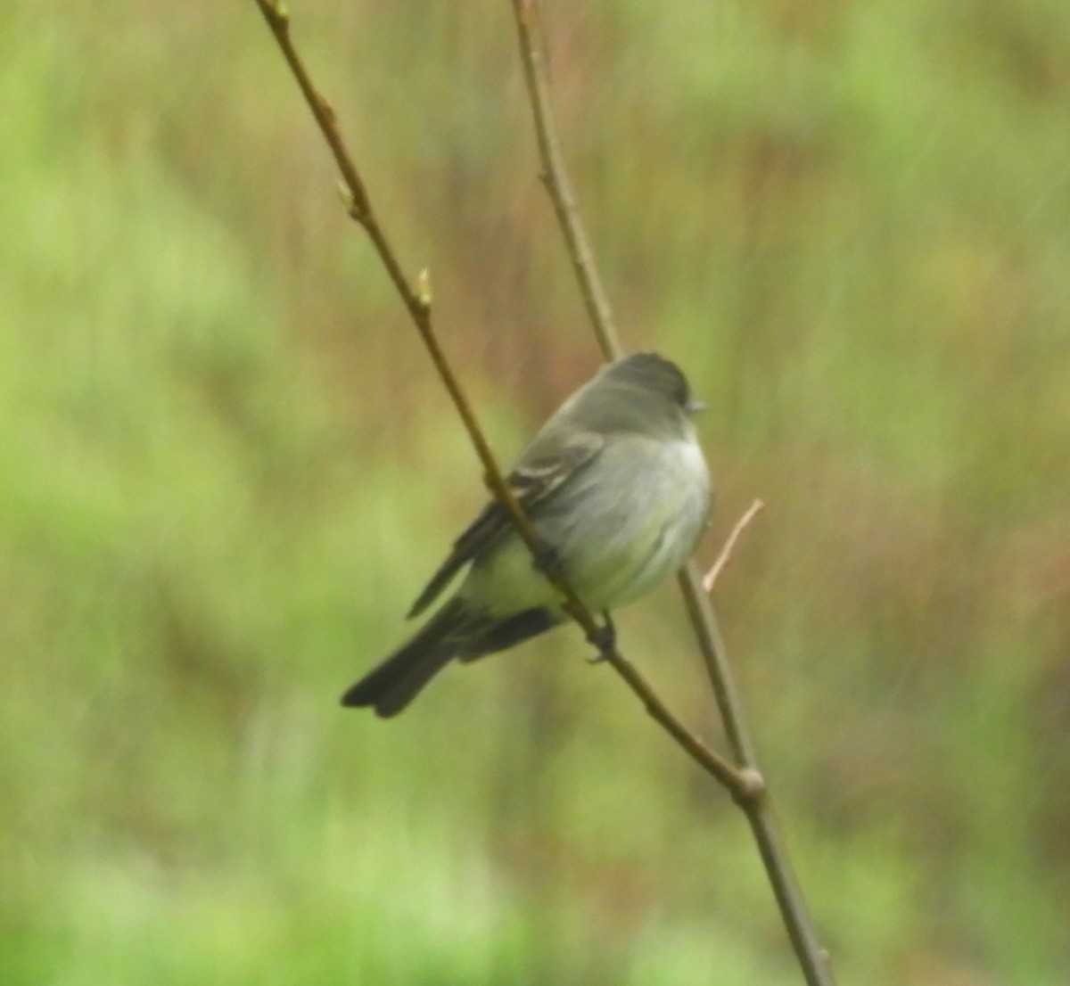 Eastern Wood-Pewee - ML342322461