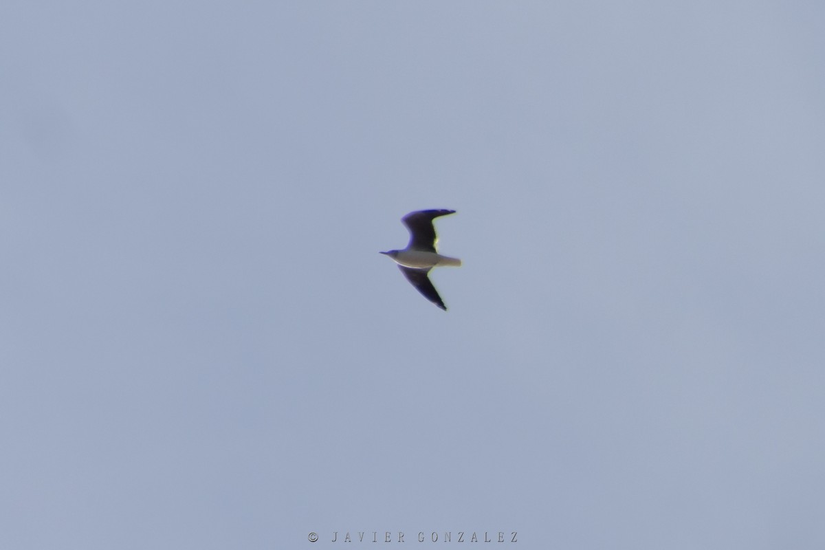 gråhodemåke - ML342322621