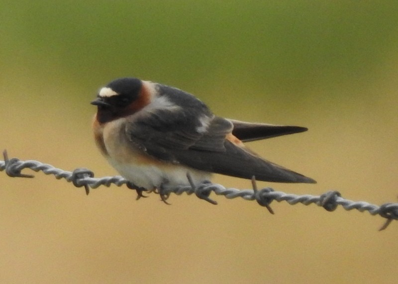 Cliff Swallow - Andy Frank