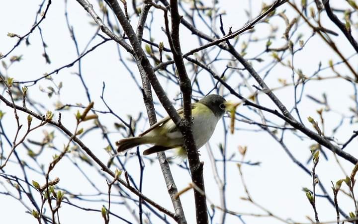 Blue-headed Vireo - ML342324081
