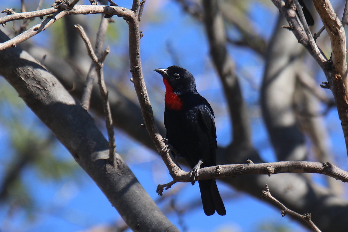 Scarlet-throated Tanager - Ian Thompson