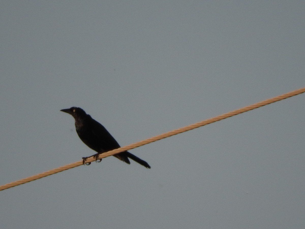 Common Grackle - ML34232561