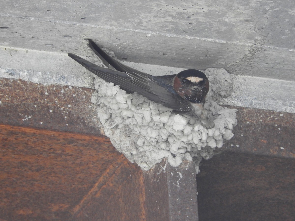 Cliff Swallow - Denis Corbeil