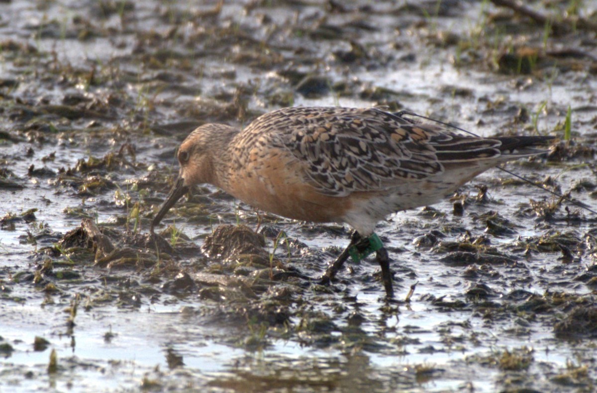 Red Knot - ML342332501