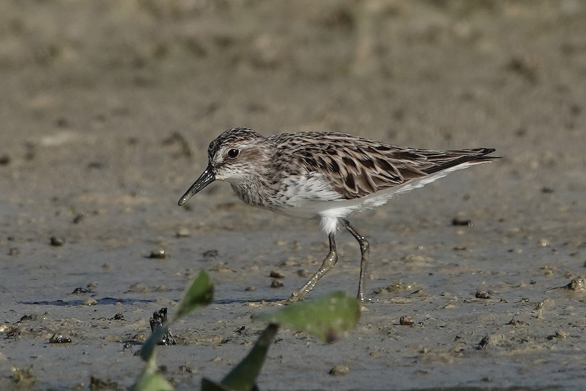 Semipalmated Sandpiper - ML342333371