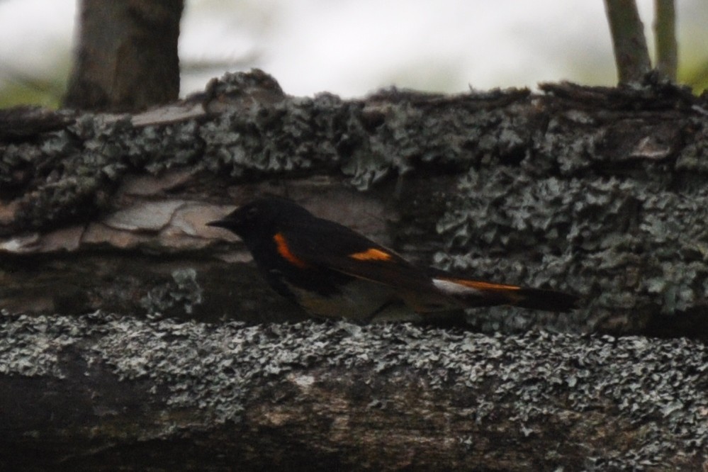 American Redstart - ML342334651