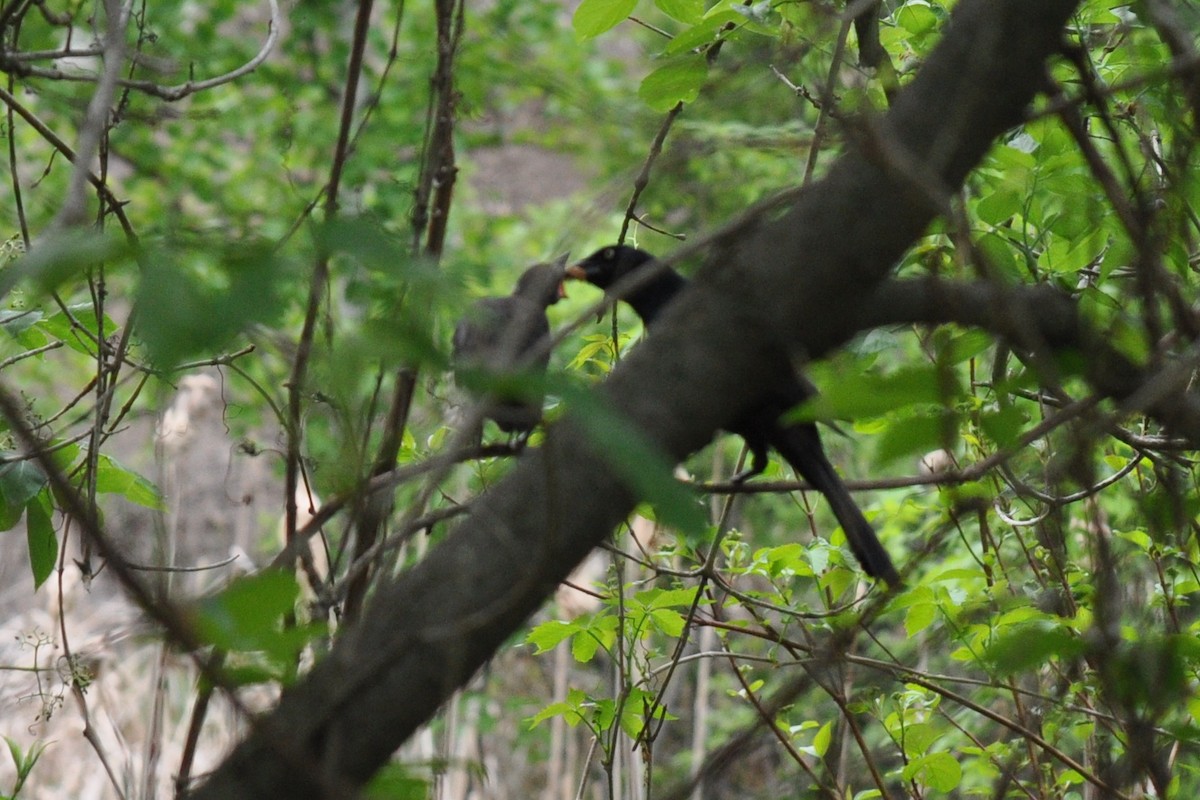 Common Grackle - ML342334781