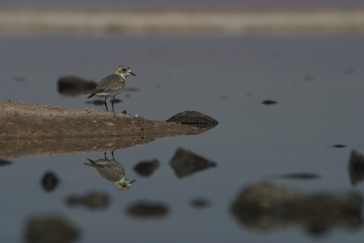 Puna Plover - ML34233481