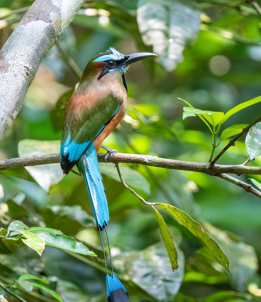 Brauenmotmot - ML342335341