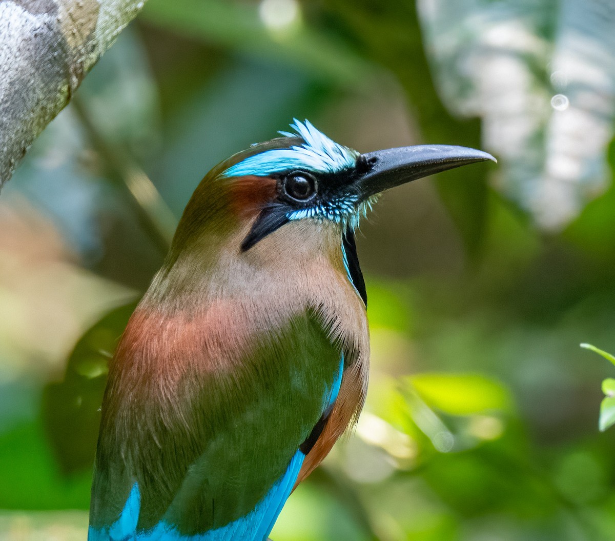 Motmot à sourcils bleus - ML342335391