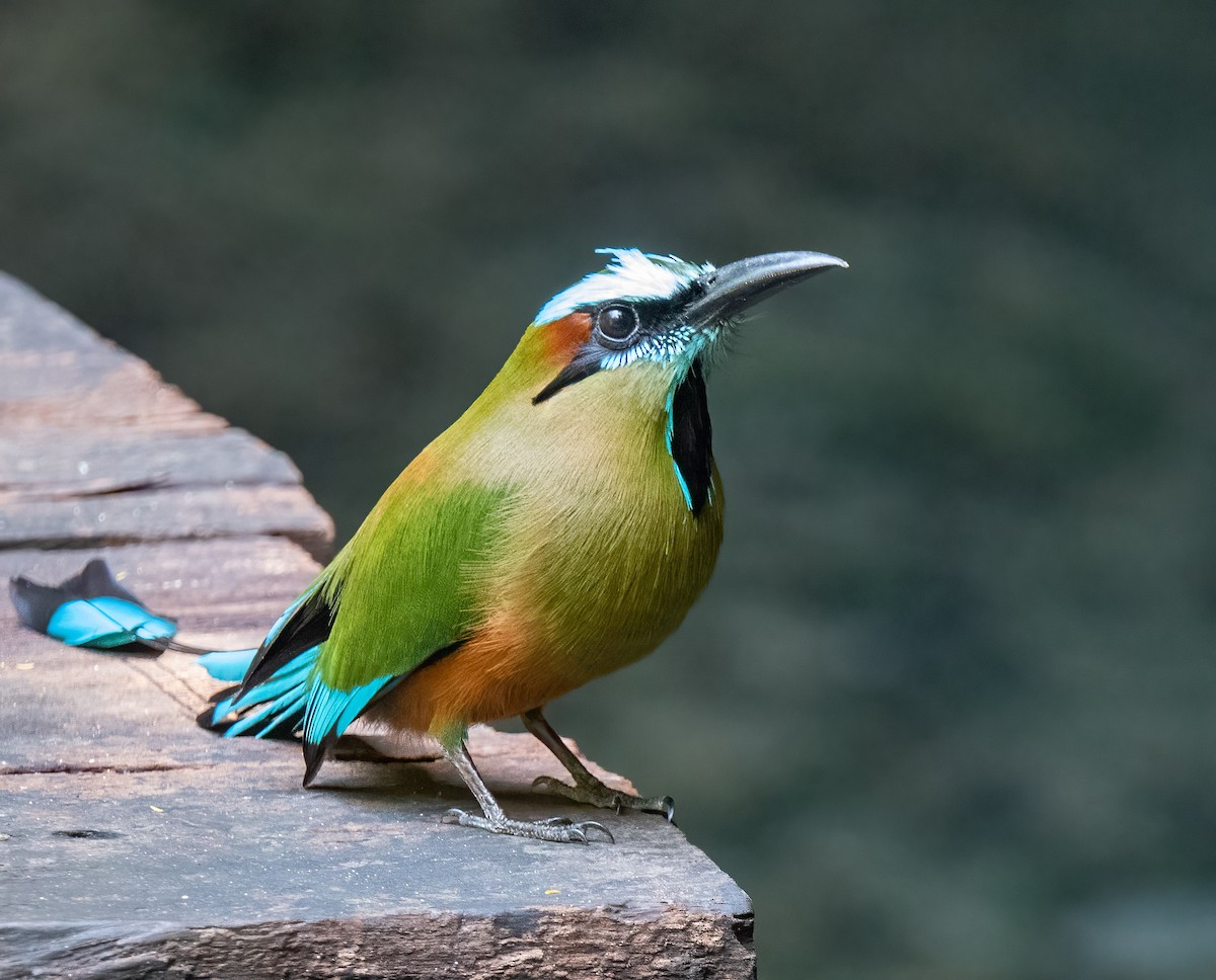 Motmot à sourcils bleus - ML342335601