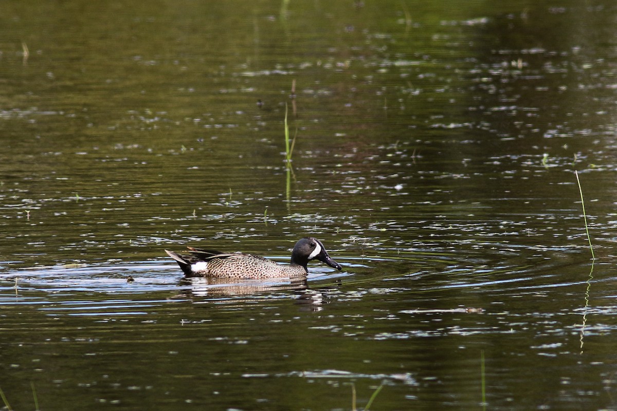 Blue-winged Teal - Marie O'Shaughnessy