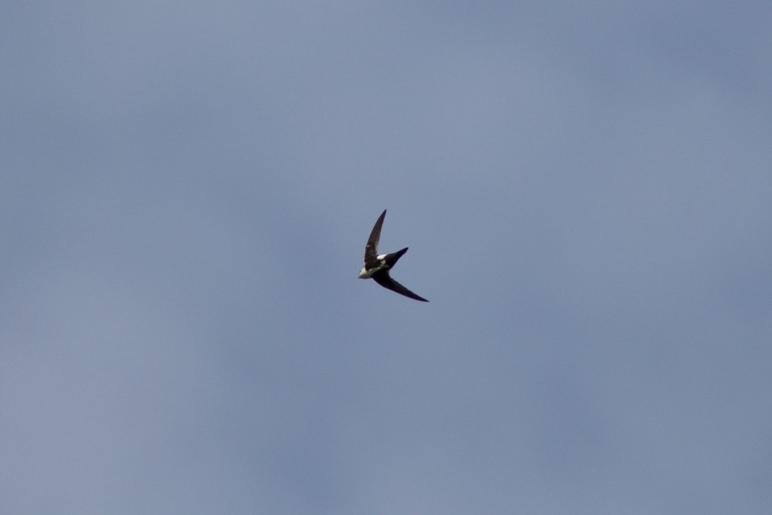 White-throated Swift - ML34233591