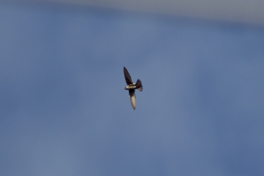 White-throated Swift - ML34233601