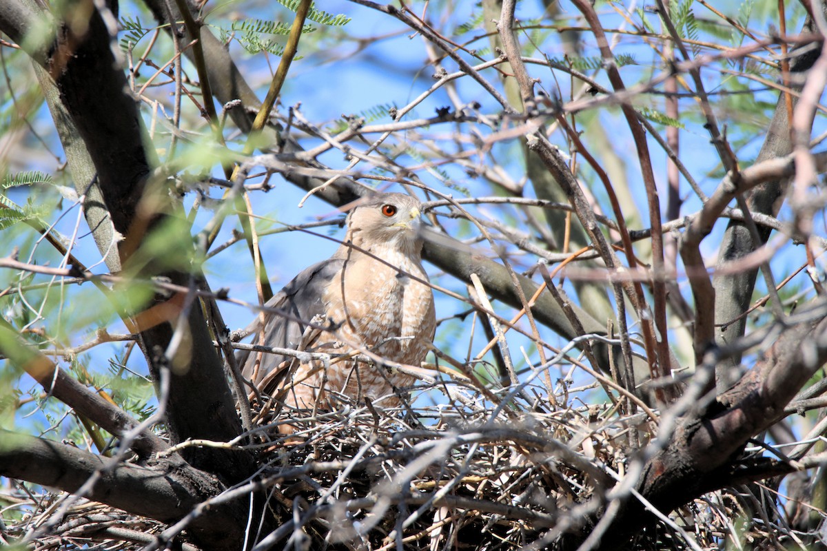 Cooper's Hawk - Diana Spangler