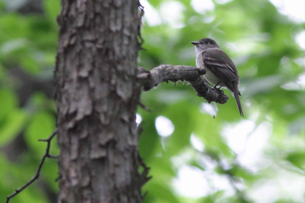 Least Flycatcher - Alain Quenneville