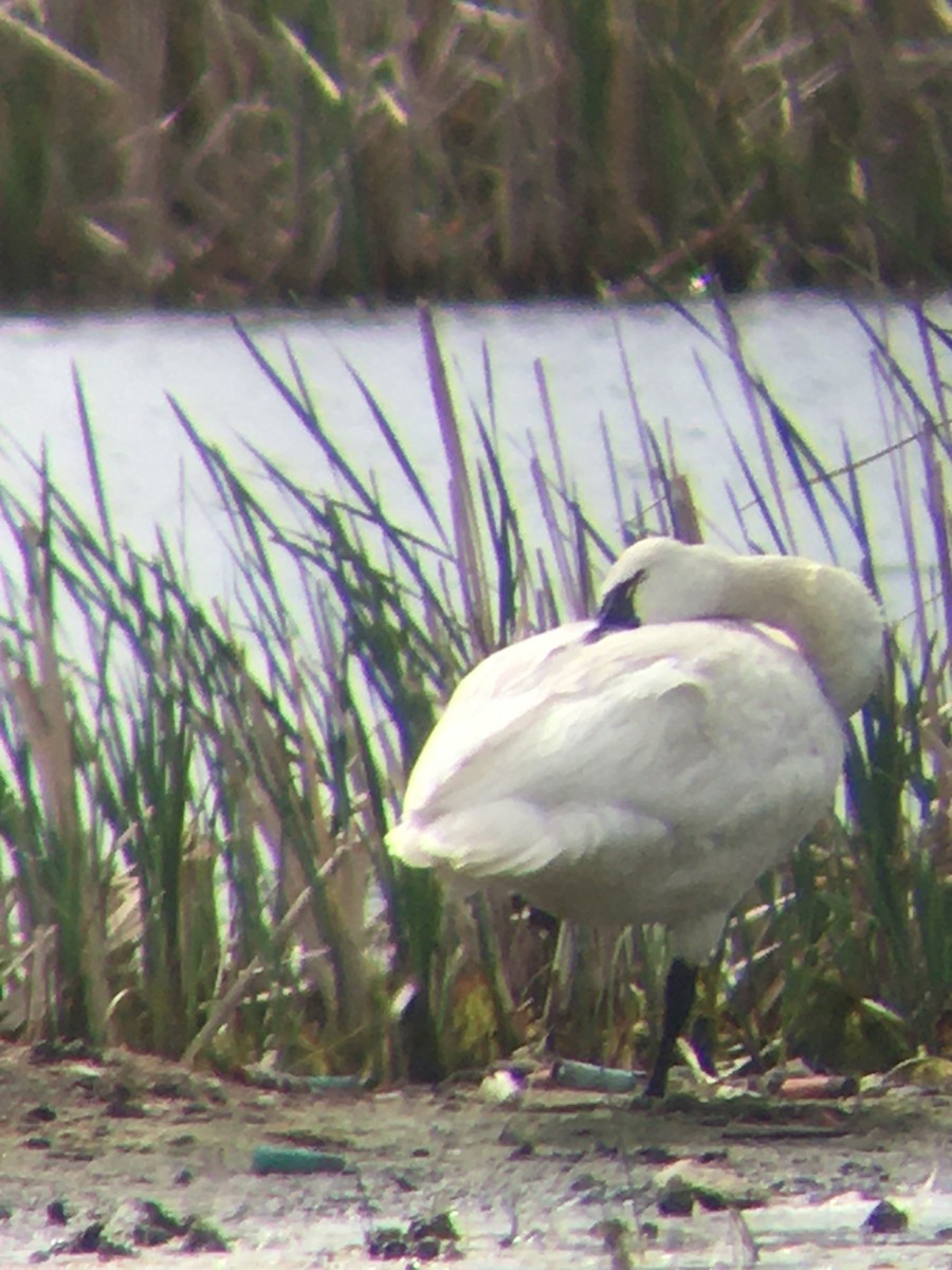 Tundra Swan - Jim VanAllen