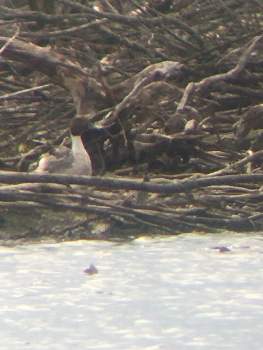 Northern Pintail - ML342339911