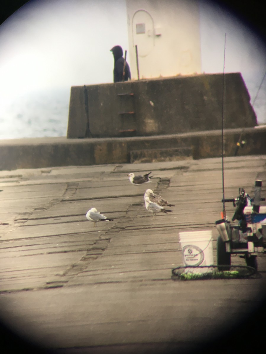 Lesser Black-backed Gull - Jim VanAllen