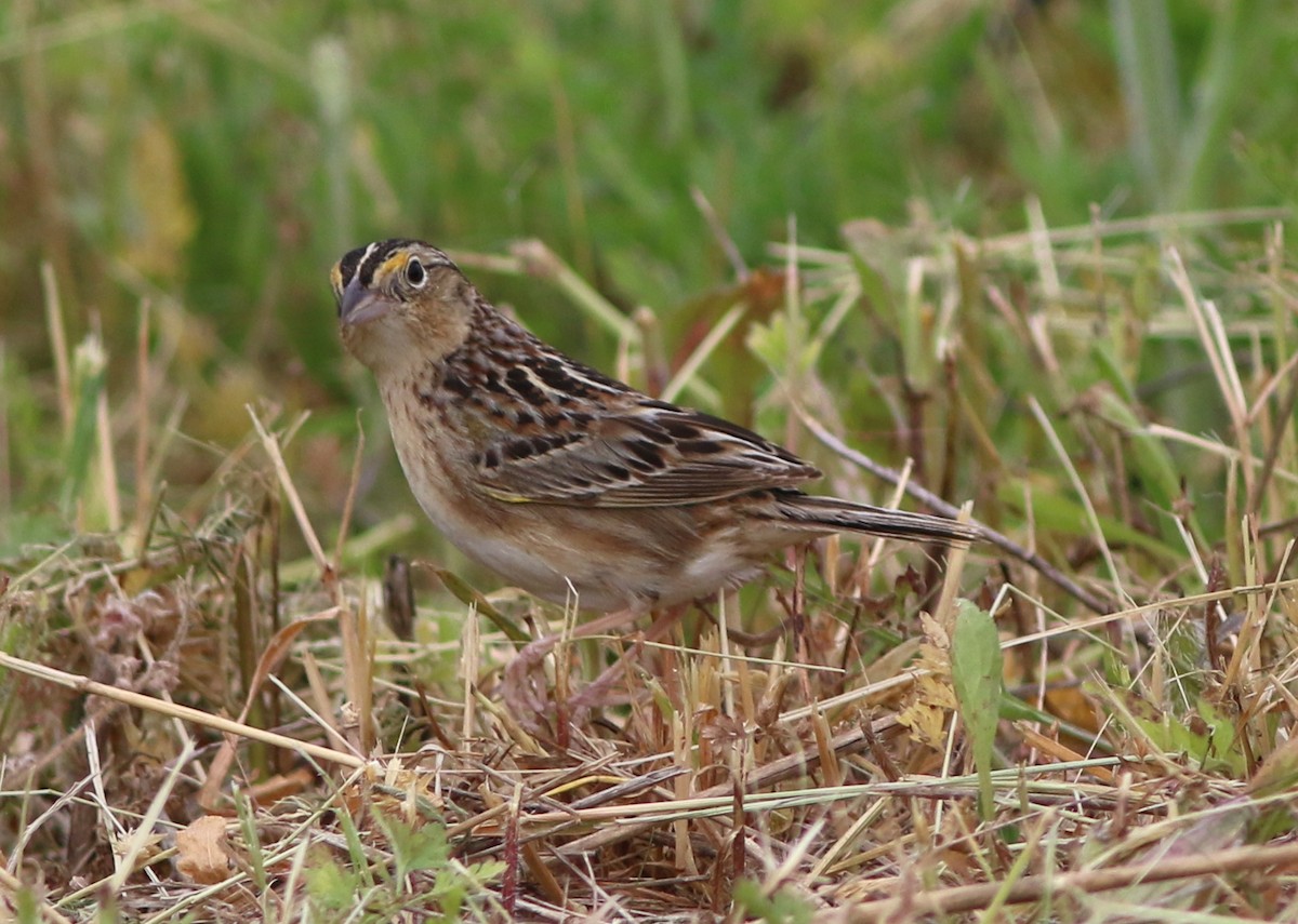 Grasshopper Sparrow - ML342340951