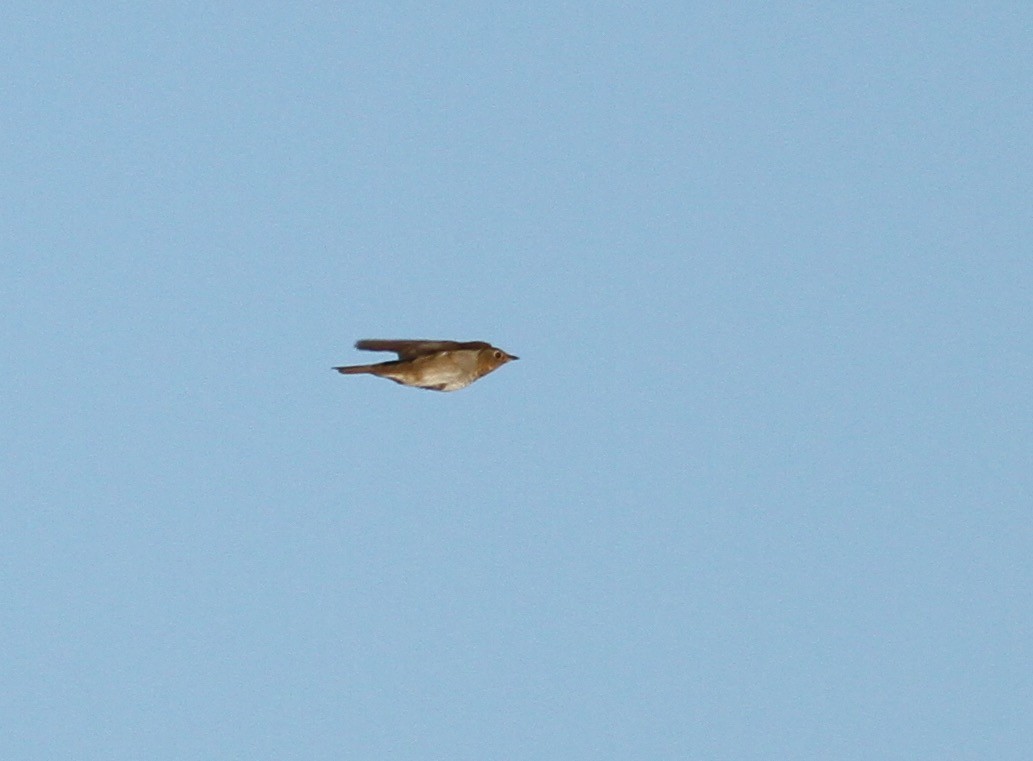 Swainson's Thrush - ML342342001