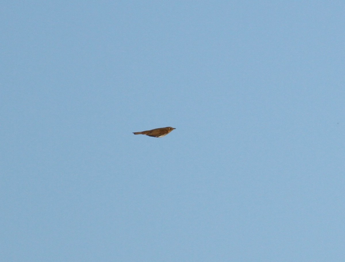 Swainson's Thrush - ML342342051