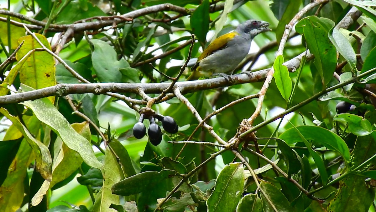 Yellow-shouldered Grosbeak - ML342343001