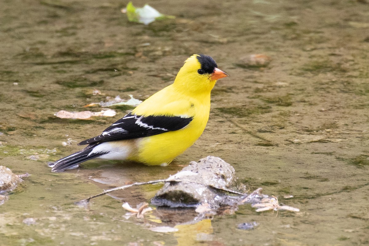 American Goldfinch - ML342343561