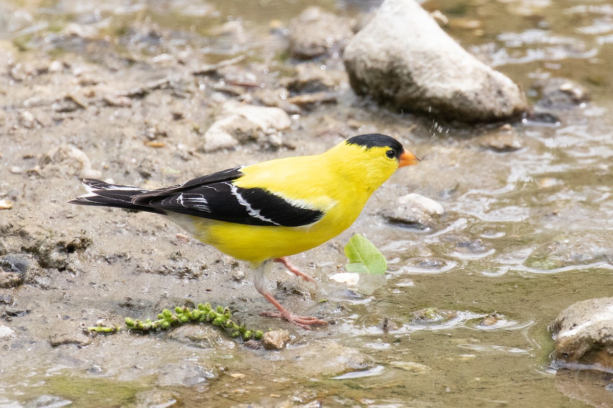 gulstillits - ML342343571