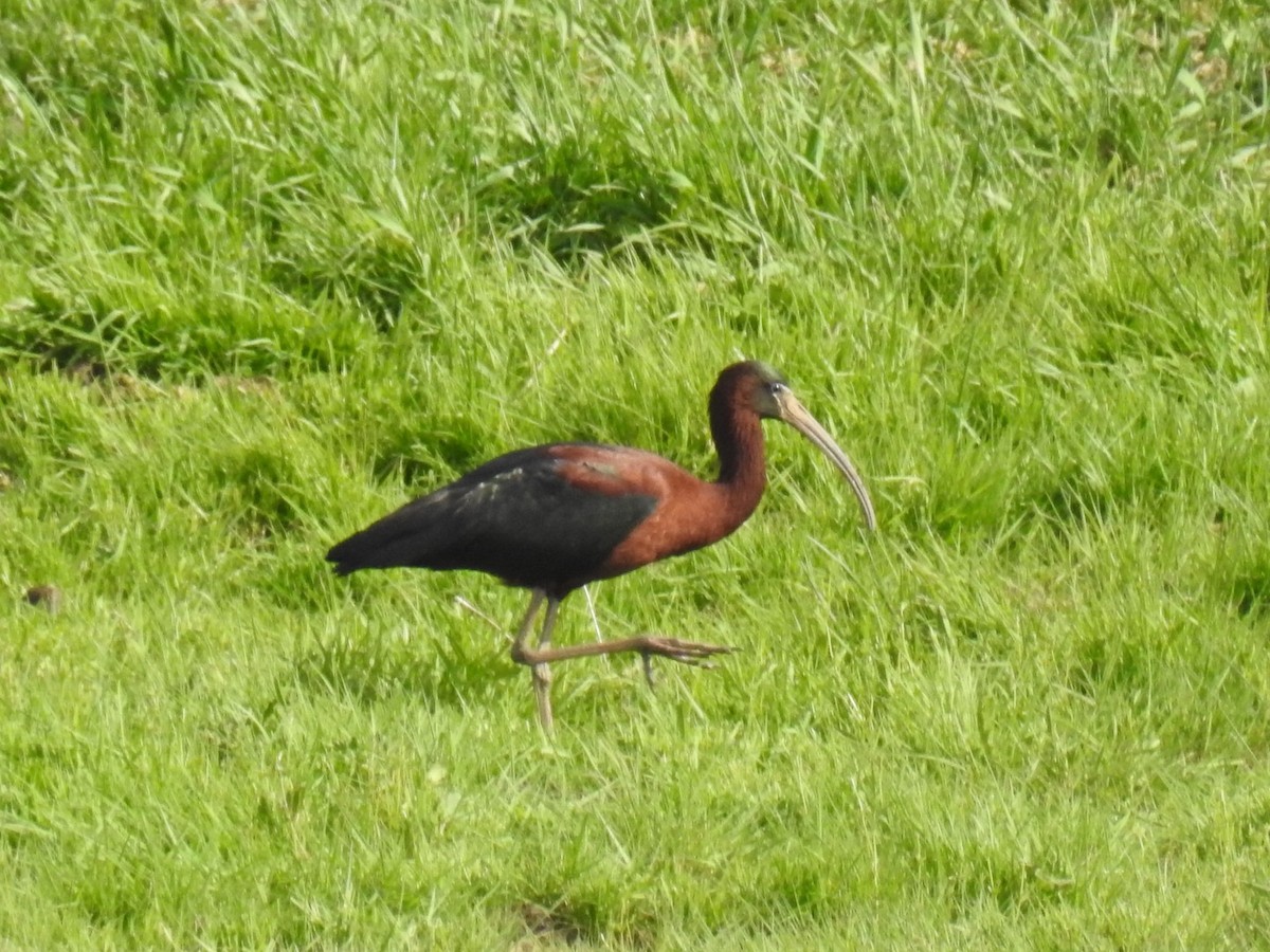 ibis hnědý - ML342344031