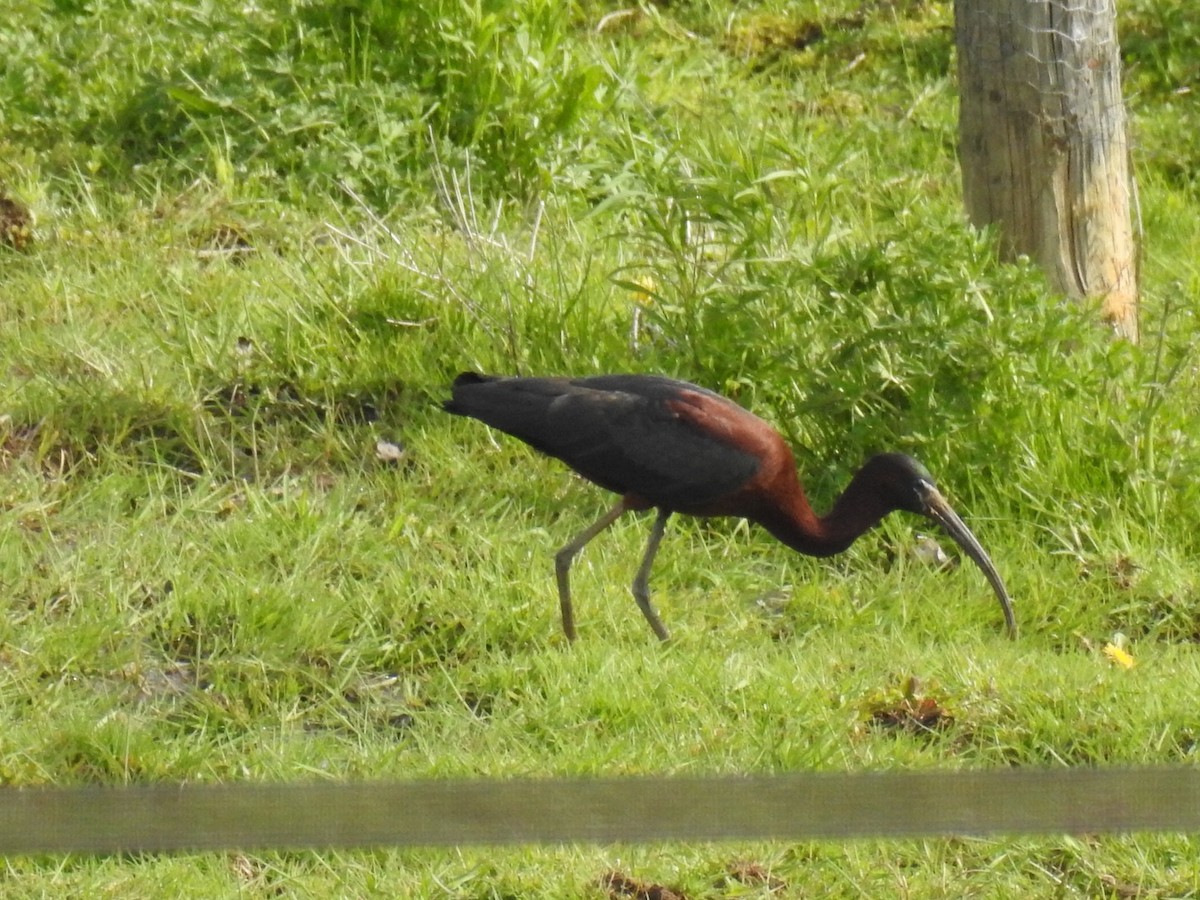 ibis hnědý - ML342344041
