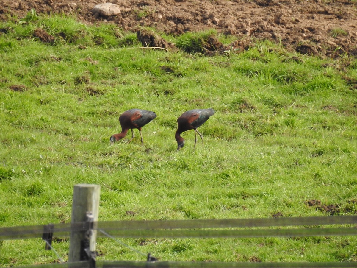 ibis hnědý - ML342344061