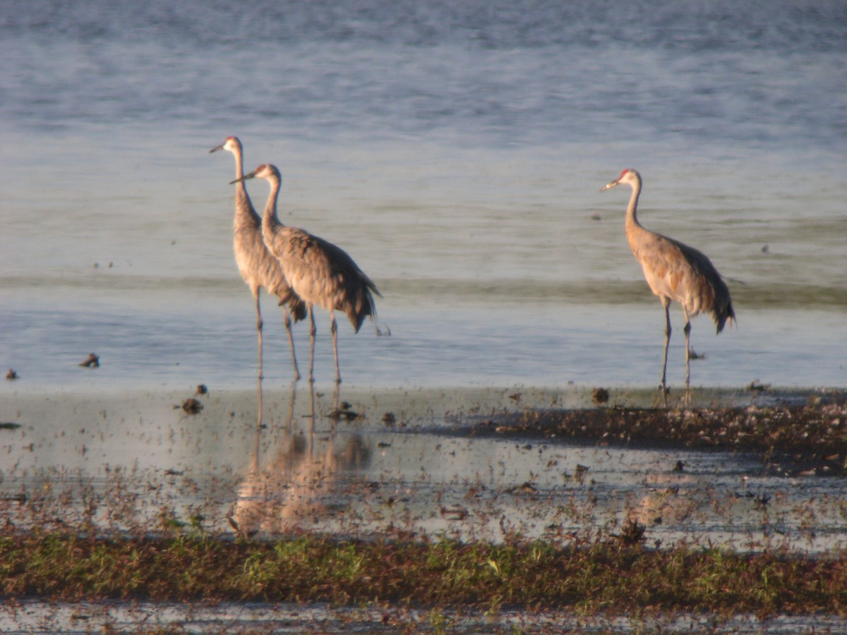 Sandhill Crane - Daniel Lebbin