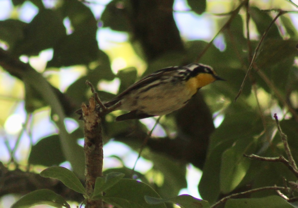 Yellow-throated Warbler - Carl Shavers