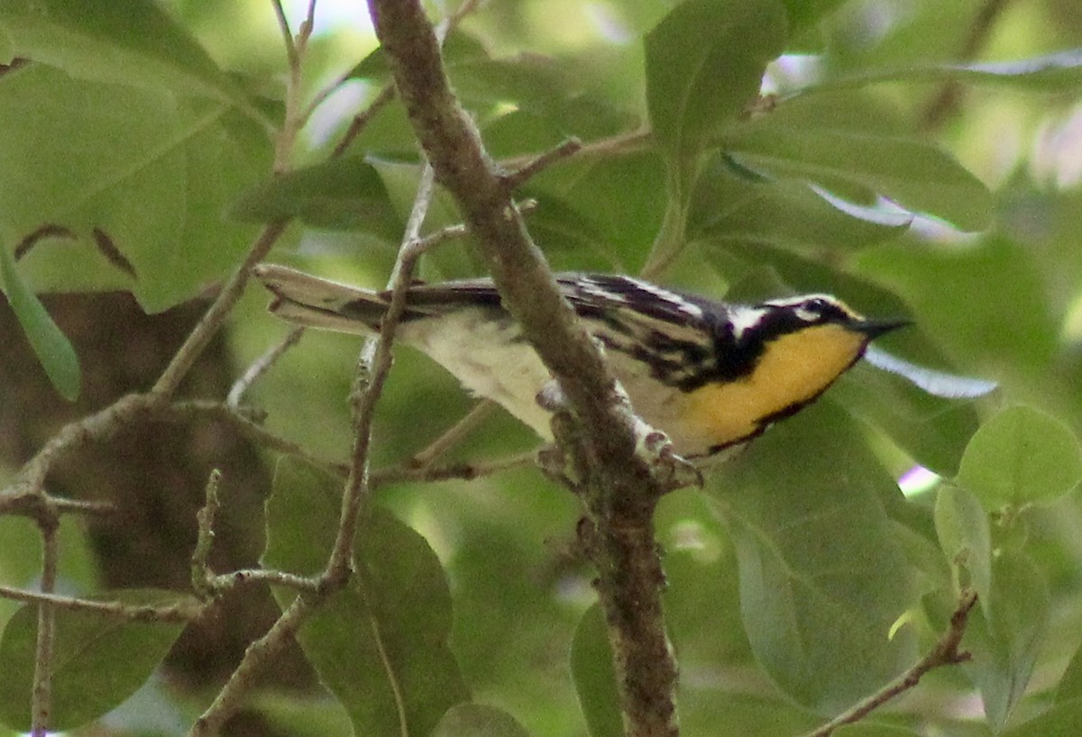 Yellow-throated Warbler - Carl Shavers