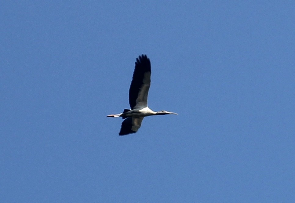 Wood Stork - ML342346271